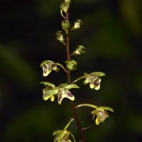 Eulophia pulchra (Thouars) Lindl.